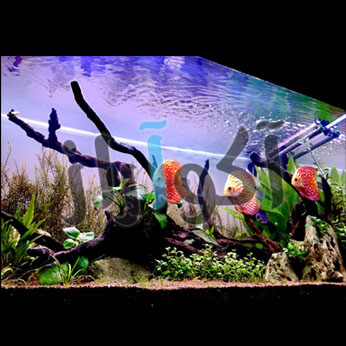 aquarium3